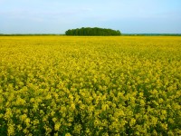 Wide shot of a field of yellow rapeseed in bloom