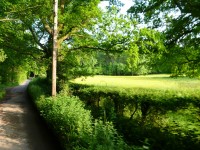 Quiet lane passes into the distance under trees next to a springtime field