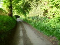 Single track road follows hedgerows into leafy woodland