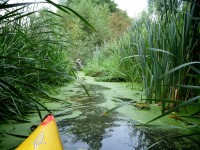 Yellow canoe edges into perilous looking reeds