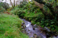 Small flowing stream with steep sides prevents easy access to a footpath that's not marked