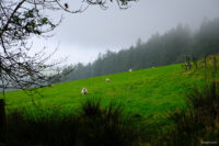 A field of sheep on a foggy hillside, wooded hill in background