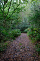 Portrait shot of a leaf-covered footpath going into the distance