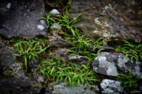 Detail shot of some kind of plant growing out of a wall